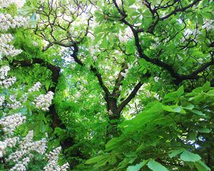 Preview wallpaper wood, chestnut, leaves, flowers