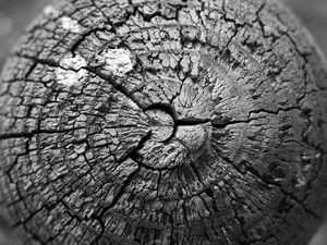 Preview wallpaper wood, cranny, texture, bw