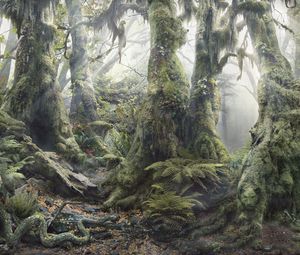 Preview wallpaper wood, dense, trees, thickets, fern, vegetation, roots, moss, light