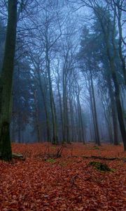 Preview wallpaper wood, earth, leaves, autumn, carpet