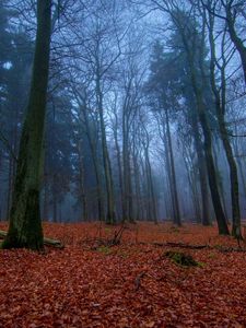 Preview wallpaper wood, earth, leaves, autumn, carpet