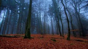 Preview wallpaper wood, earth, leaves, autumn, carpet