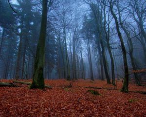 Preview wallpaper wood, earth, leaves, autumn, carpet