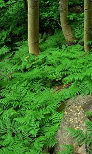 Preview wallpaper wood, fern, greens, plant