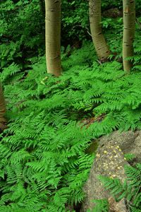 Preview wallpaper wood, fern, greens, plant