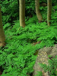 Preview wallpaper wood, fern, greens, plant