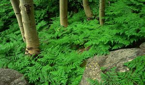 Preview wallpaper wood, fern, greens, plant