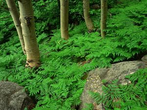 Preview wallpaper wood, fern, greens, plant