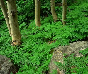 Preview wallpaper wood, fern, greens, plant