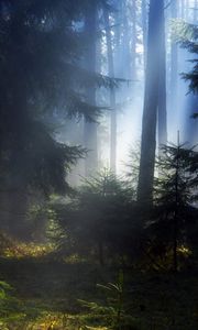 Preview wallpaper wood, fir-trees, light, young growth, darkness