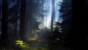 Preview wallpaper wood, fir-trees, light, young growth, darkness