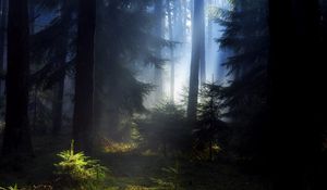 Preview wallpaper wood, fir-trees, light, young growth, darkness