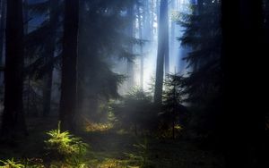 Preview wallpaper wood, fir-trees, light, young growth, darkness