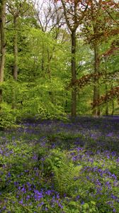 Preview wallpaper wood, flowers, greens, trunks, fern, vegetation, trees