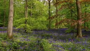 Preview wallpaper wood, flowers, greens, trunks, fern, vegetation, trees