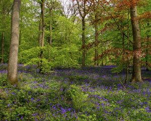 Preview wallpaper wood, flowers, greens, trunks, fern, vegetation, trees