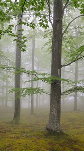 Preview wallpaper wood, fog, spring, may, trees