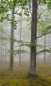 Preview wallpaper wood, fog, spring, may, trees