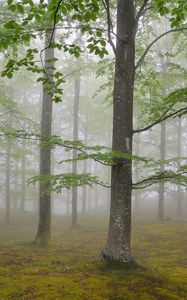 Preview wallpaper wood, fog, spring, may, trees