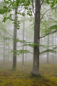 Preview wallpaper wood, fog, spring, may, trees