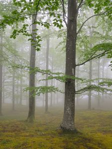 Preview wallpaper wood, fog, spring, may, trees