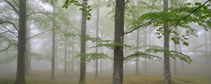 Preview wallpaper wood, fog, spring, may, trees