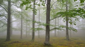 Preview wallpaper wood, fog, spring, may, trees