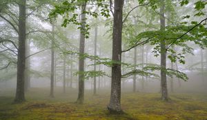 Preview wallpaper wood, fog, spring, may, trees