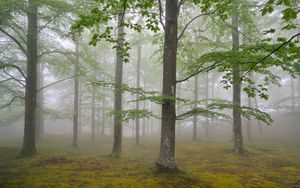 Preview wallpaper wood, fog, spring, may, trees