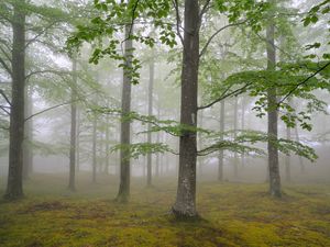 Preview wallpaper wood, fog, spring, may, trees