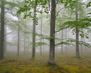 Preview wallpaper wood, fog, spring, may, trees