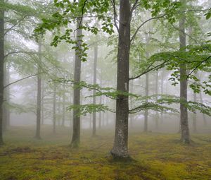 Preview wallpaper wood, fog, spring, may, trees