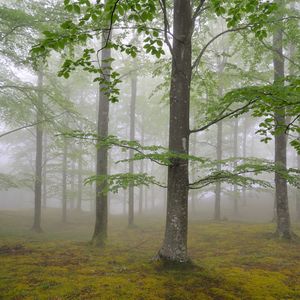 Preview wallpaper wood, fog, spring, may, trees