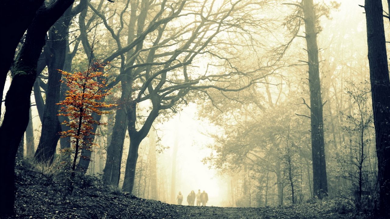 Wallpaper wood, fog, tree, leaves, yellow, autumn, terribly, gloomy, difference