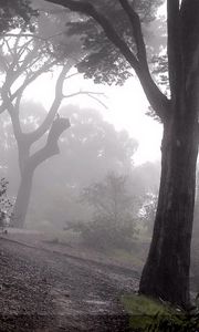 Preview wallpaper wood, fog, trees, descent, slope, mysterious, gloomy
