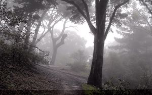 Preview wallpaper wood, fog, trees, descent, slope, mysterious, gloomy