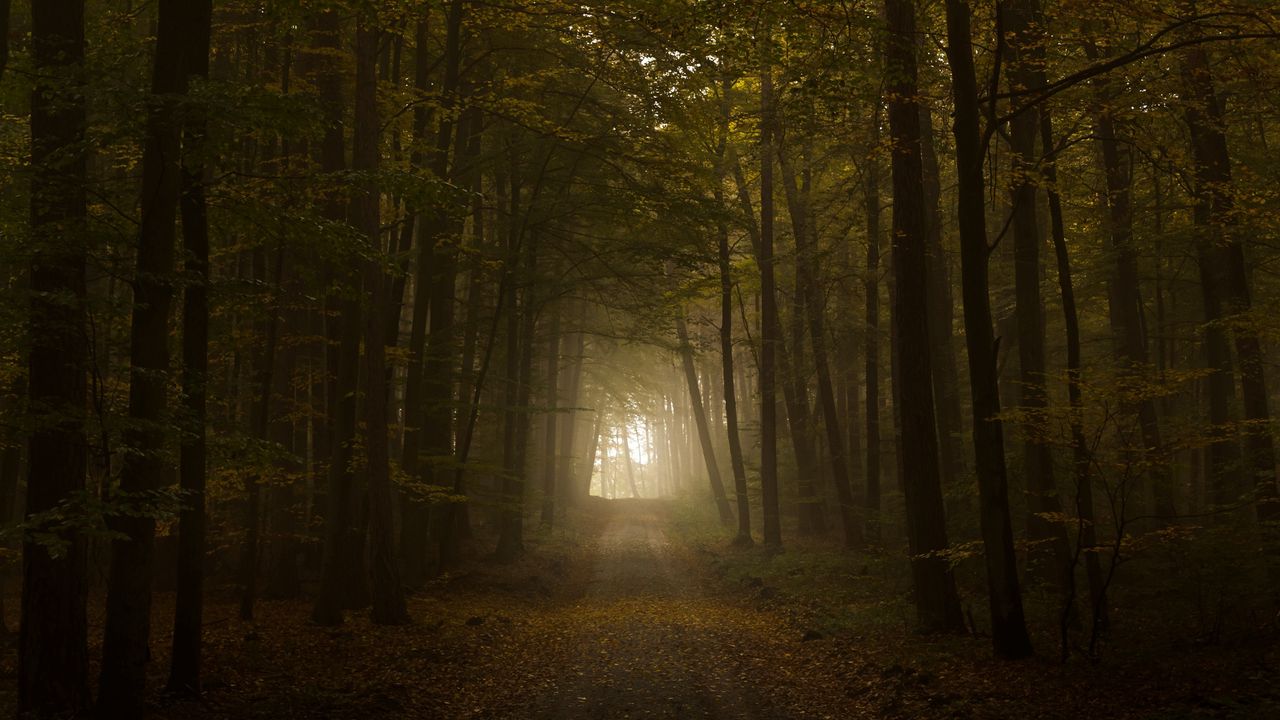 Wallpaper wood, fog, trees, road, autumn, light