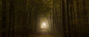 Preview wallpaper wood, fog, trees, road, autumn, light