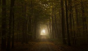 Preview wallpaper wood, fog, trees, road, autumn, light