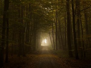 Preview wallpaper wood, fog, trees, road, autumn, light