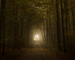 Preview wallpaper wood, fog, trees, road, autumn, light