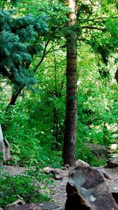 Preview wallpaper wood, foliage, trunks, stones