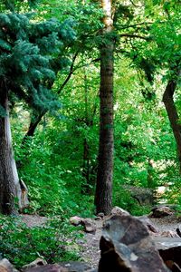 Preview wallpaper wood, foliage, trunks, stones