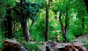 Preview wallpaper wood, foliage, trunks, stones