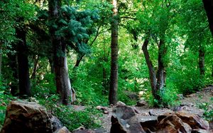 Preview wallpaper wood, foliage, trunks, stones