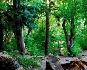 Preview wallpaper wood, foliage, trunks, stones