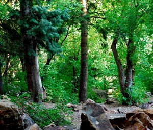 Preview wallpaper wood, foliage, trunks, stones