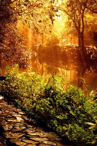 Preview wallpaper wood, footpath, stones, sunlight, beams, trees, vegetation