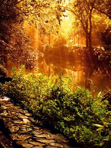 Preview wallpaper wood, footpath, stones, sunlight, beams, trees, vegetation