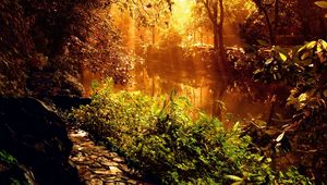 Preview wallpaper wood, footpath, stones, sunlight, beams, trees, vegetation